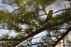 Phylloscopidae