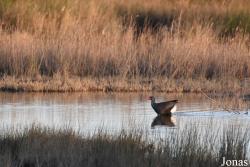 Parc Natural de s'Albufera de Mallorca