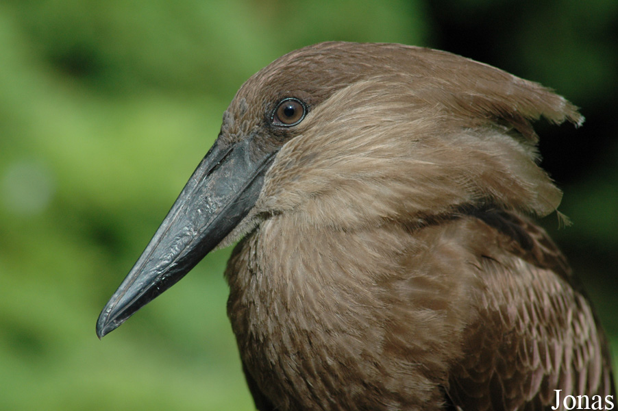 Vogelpark Walsrode