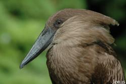 Vogelpark Walsrode