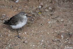 Calidris ferruginea