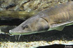 Acuario de Sevilla