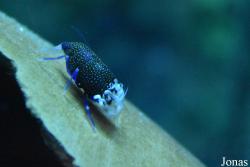 Aquarium Costa de Almería