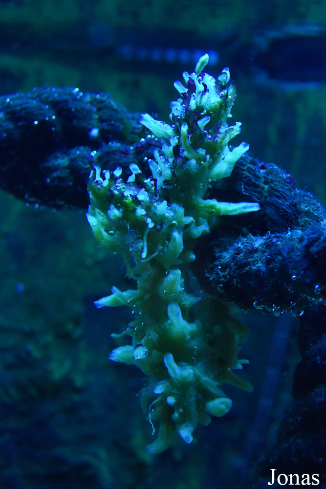 Aquarium Costa de Almería