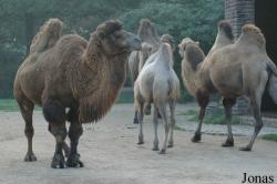 Camelidae