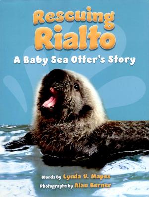 <strong>Rescuing Rialto</strong>, A Baby Sea Otter's Story, Lynda V. Mapes, Roaring Brook Press, New York, 2019