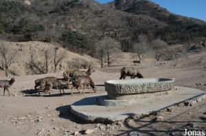 Enclos des cervidés, des chameaux et des poneys