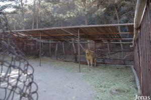 Enclos d'isolement pour un takin du Sichuan mâle