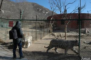 Enclos pour jeunes tigres blancs