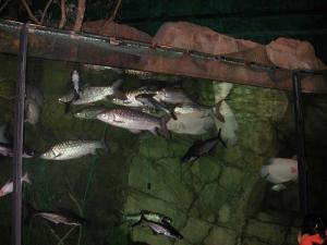 Aquarium présentant des poissons de rivière