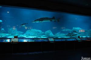 Acipenser Sinensis Aquarium