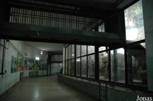 Une des deux loges des chimpanzés dans le bâtiment des anthropoïdes