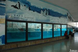 Installation pour manchots aménagée en 2004 dans l'ancien aquarium