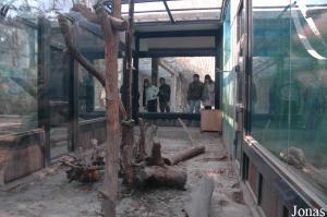 Cage du chat de Mongolie dans la zone des petits mammifères