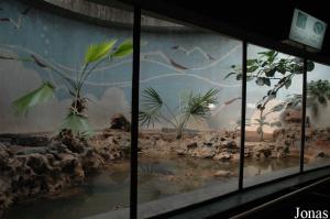 Un des bassins intérieurs des alligators de Chine
