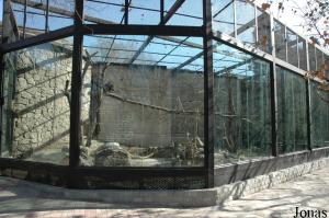 Cage des macaques rhésus, accolée au vivarium