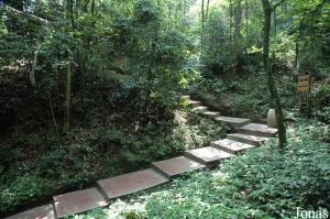 Couvert forestier du Bifengxia Wild Animal Park et allée des visiteurs