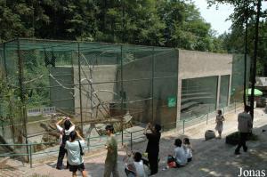 Installation des gibbons et des semnopithèques