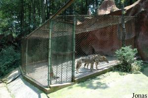 Une des cages occupée par des loups