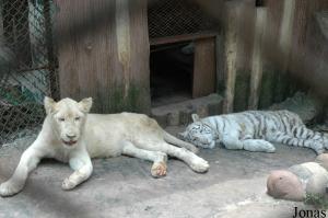 Jeunes lion et tigre blancs
