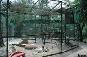 Enclos des jeunes macaques rhésus