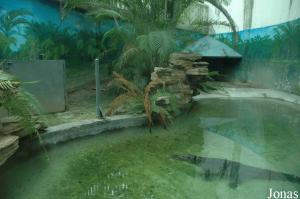 Bassin des crocodiles indopacifiques