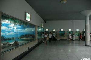 Salle centrale du vivarium et terrariums divers