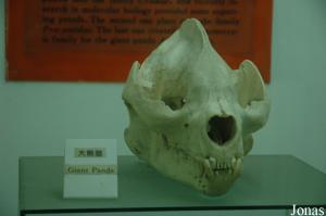 Crâne de grand panda