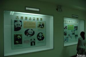 Musée à propos des grands pandas