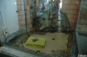 Installation des salamandres géantes de Chine