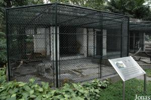 Cages des chats de Temminck