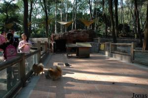Enclos des petits chiens dans le zoo pour enfants