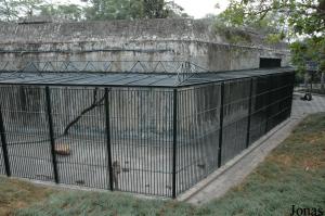 Cage des macaques à queue de cochon