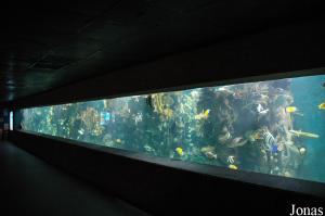 Aquarium marin