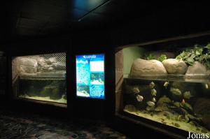 Aquariums tropicaux