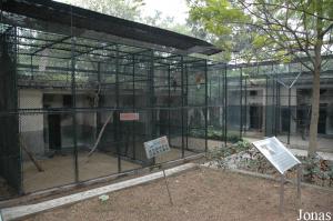 Cages des patas, des semnopithèques et des gibbons en arrière-plan