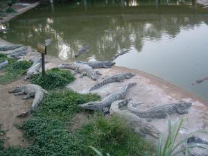 Installation des crocodiles