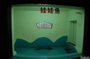 Bassin de la salamandre chinoise