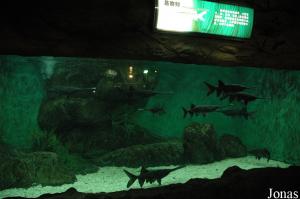 Freshwater Creatures Hall