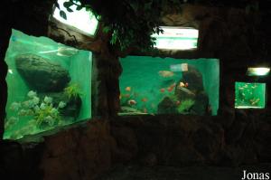 Freshwater Creatures Hall