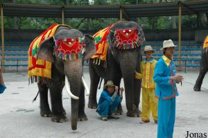 Éléphants asiatiques en spectacle