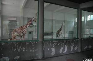 Loges intérieures des girafes réticulées