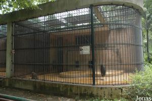 Cage des macaques bruns