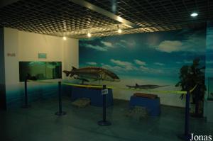 Chinese Sturgeons