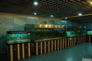Turtle Island