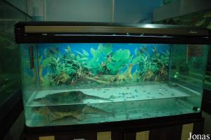 Turtle Island