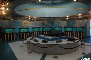 Turtle Island