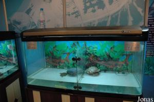 Turtle Island