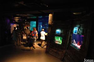 Salle des aquariums et reconstitution d'un fond de cale