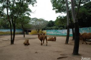 Enclos des chameaux